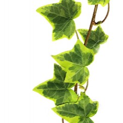 สารสกัดจากใบไอวี่ (Ivy Leaf)