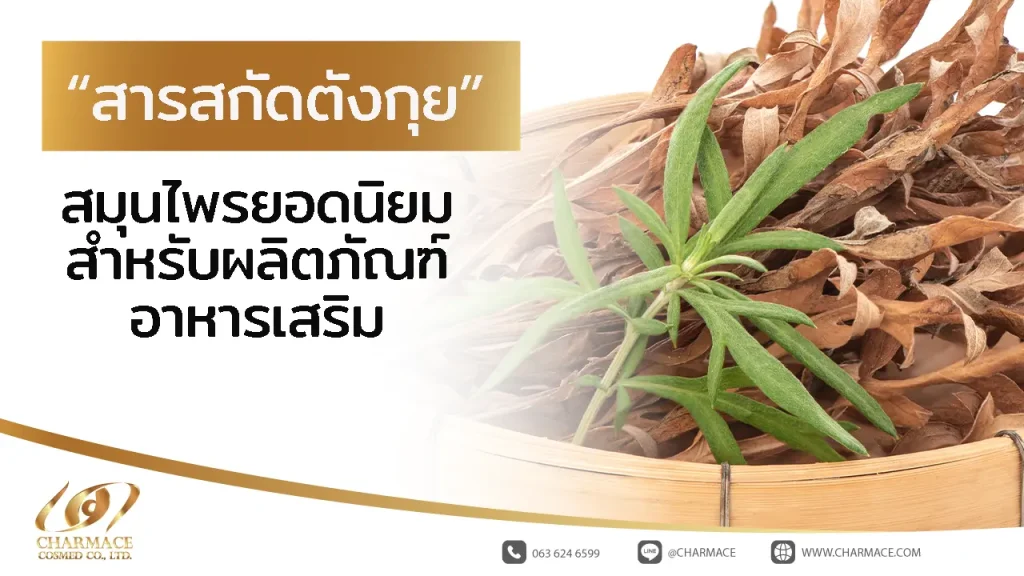 สารสกัดตังกุย สมุนไพรยอดนิยมสำหรับผลิตภัณฑ์อาหารเสริม